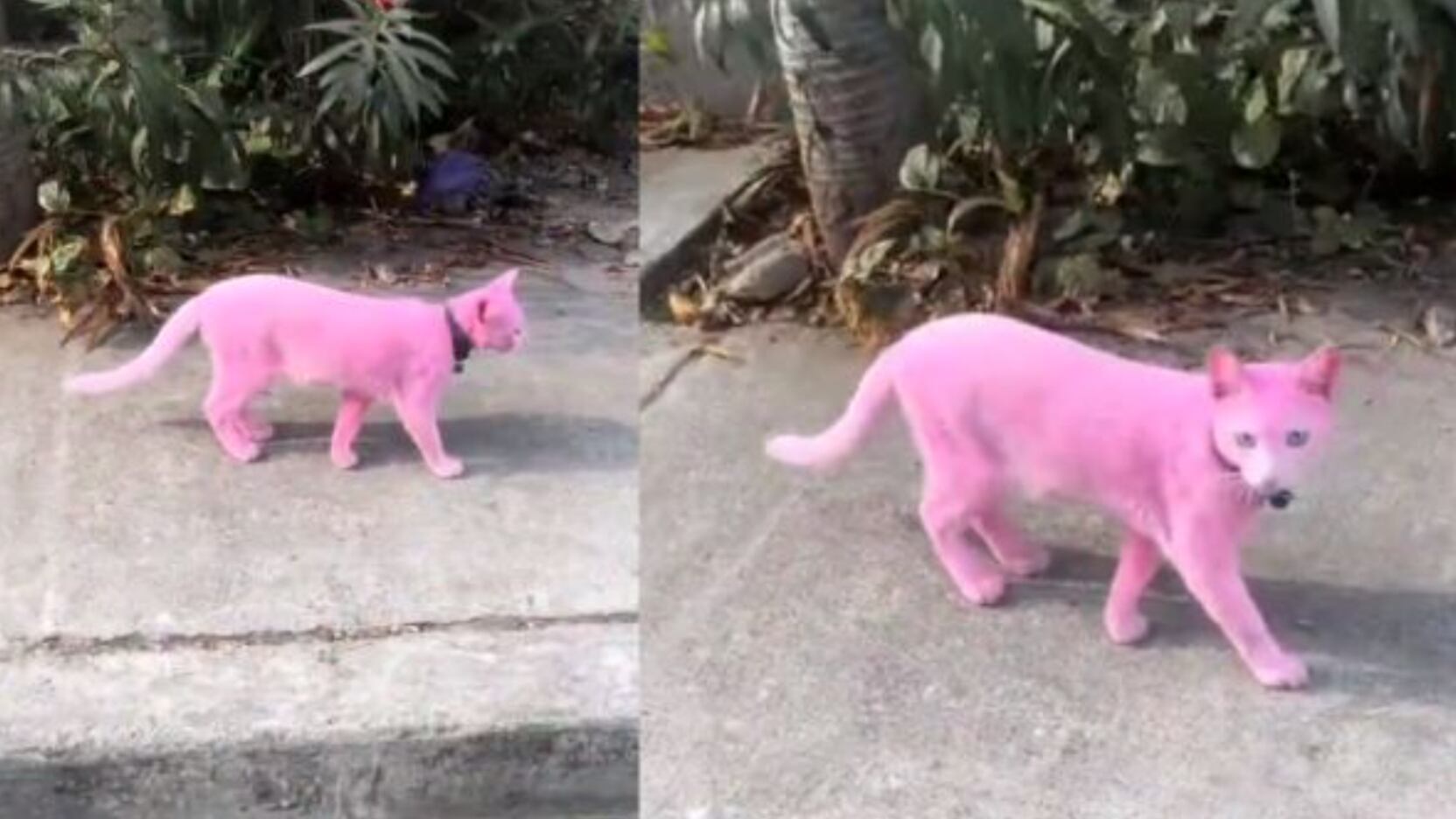 Para muchos esto es maltrato animal