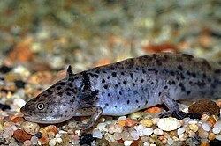 Su extraordinaria capacidad de regenerar partes de su cuerpo sigue asombrando a la ciencia, aunque la pérdida y el deterioro de los ecosistemas acuáticos lo ponen en riesgo. Foto: Wikipedia.
