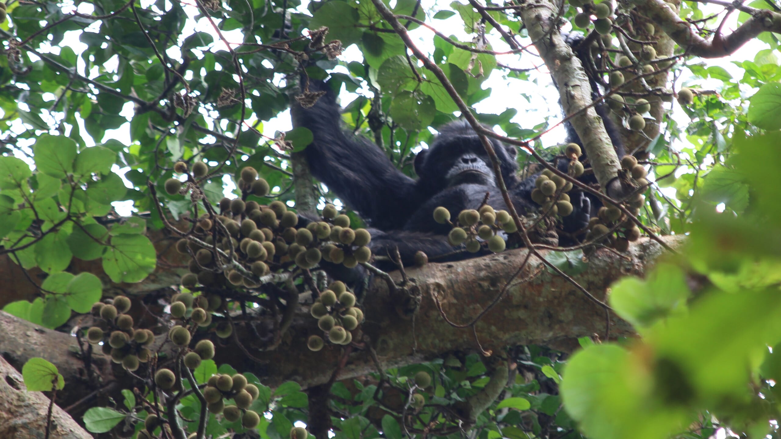 Los chimpancés en libertad consumen alcohol de forma habitual al alimentarse de frutas maduras que fermentan de manera natural. Foto: Aleksey Maro.
