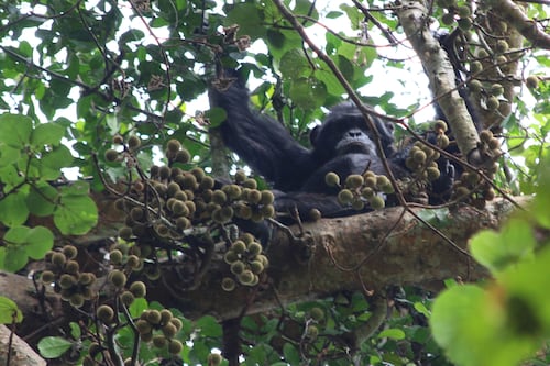 Chimpancés toman el equivalente a dos copas de alcohol al día