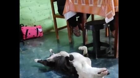 El perrito se tira al piso y finge estar desmayado para que le den comida