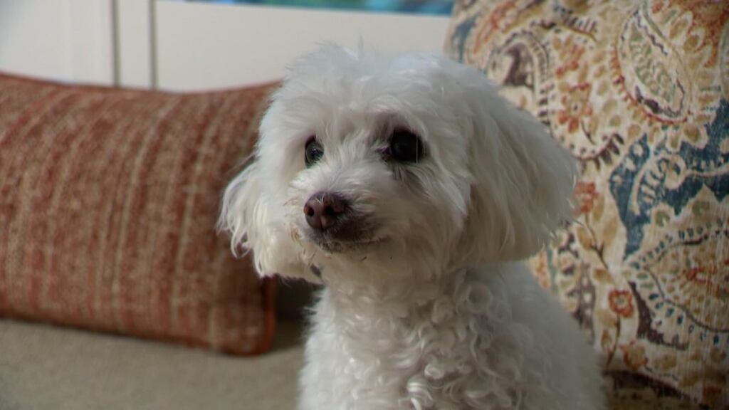 El perrito se convirtió en toda una celebridad