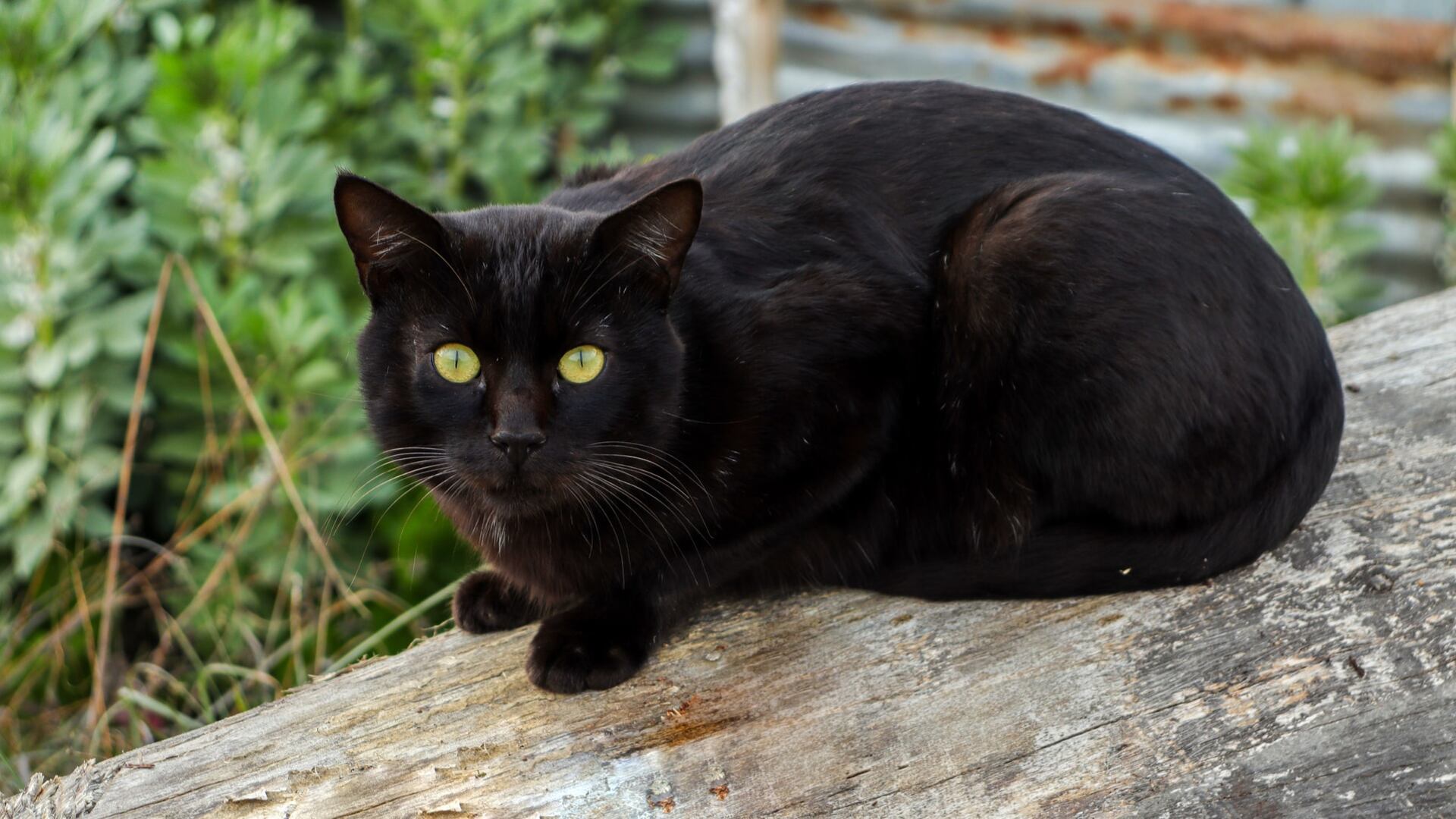 La necesidad de comer alimentos y nutrientes para los gatos se satisfacen en casa, con croquetas o comida húmeda.