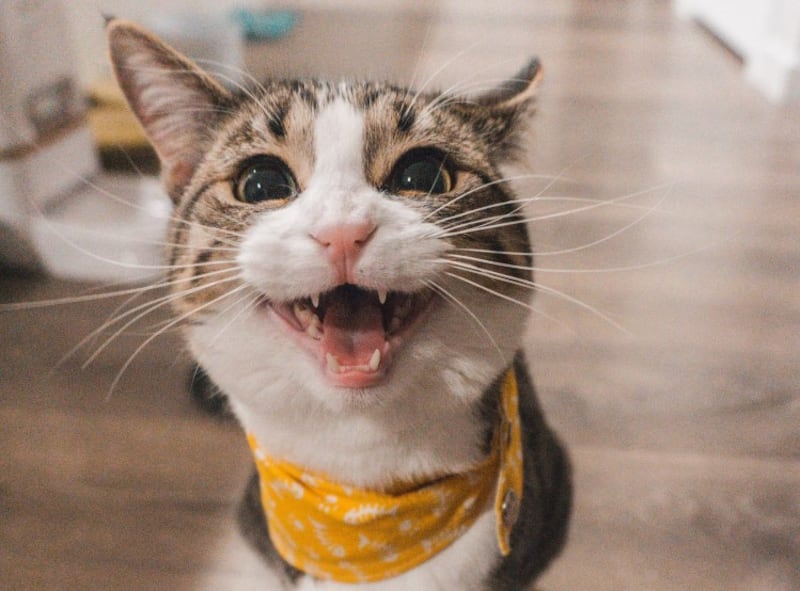 Los gatos destacan entre las mascotas con mayor personalidad
