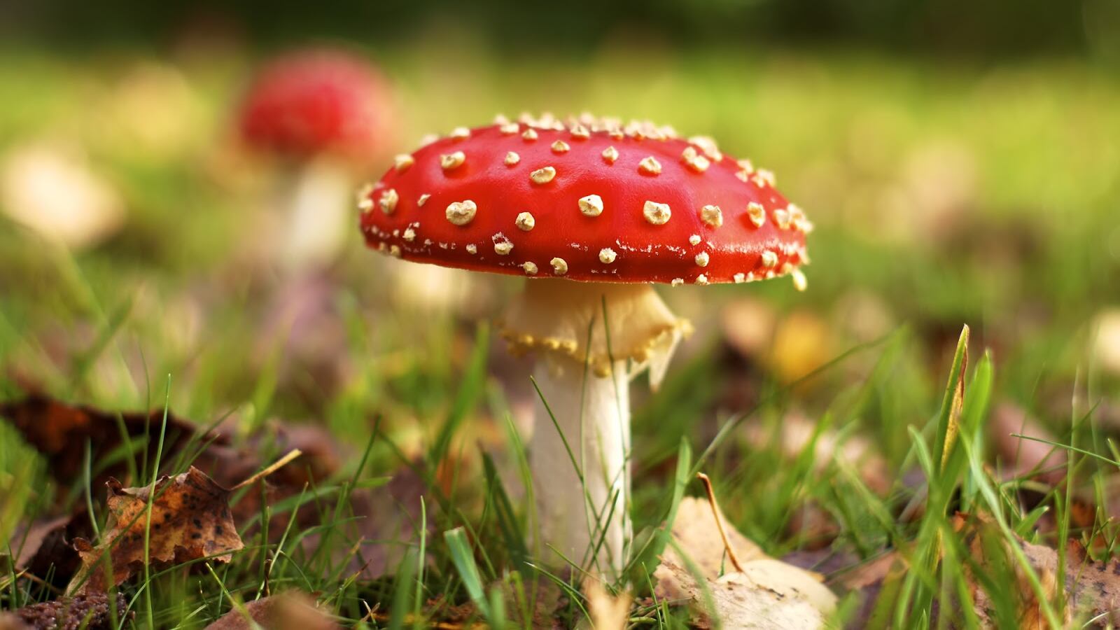 Hay medicinas que pueden existir a partir de los hongos, dicen.