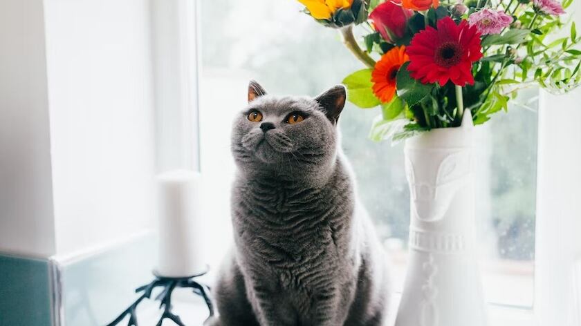 Los gatos siempre dejan los videos más graciosos