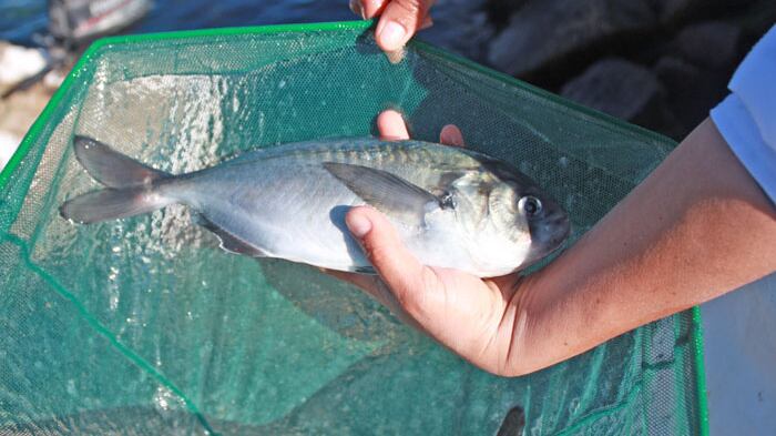 Los pescados de acuicultura aportan ácidos grasos Omega.