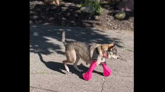 El perrito camina contento con sus prótesis