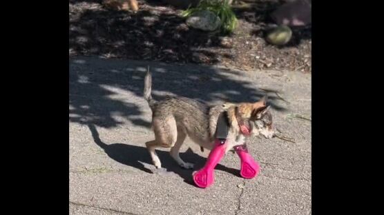El perrito camina contento con sus prótesis