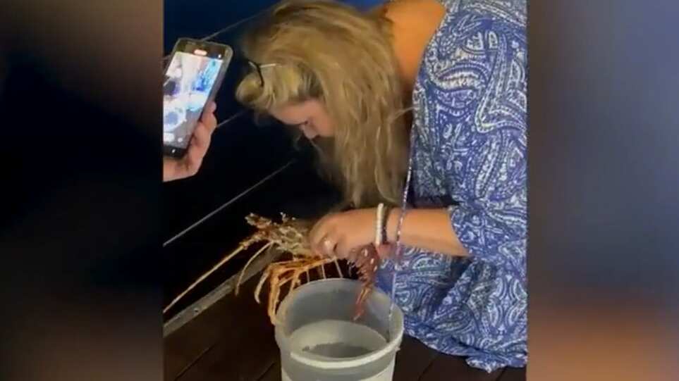 La clienta pagó 200 euros por una langosta para salvarla de su destino mortal en la cocina y liberarla en el mar