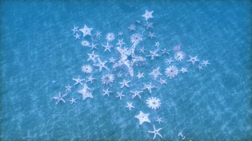 Miami Reef Star
