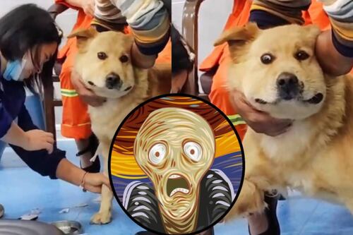 Se viralizó la reacción de este perrito al sacarle una muestra de sangre para un análisis