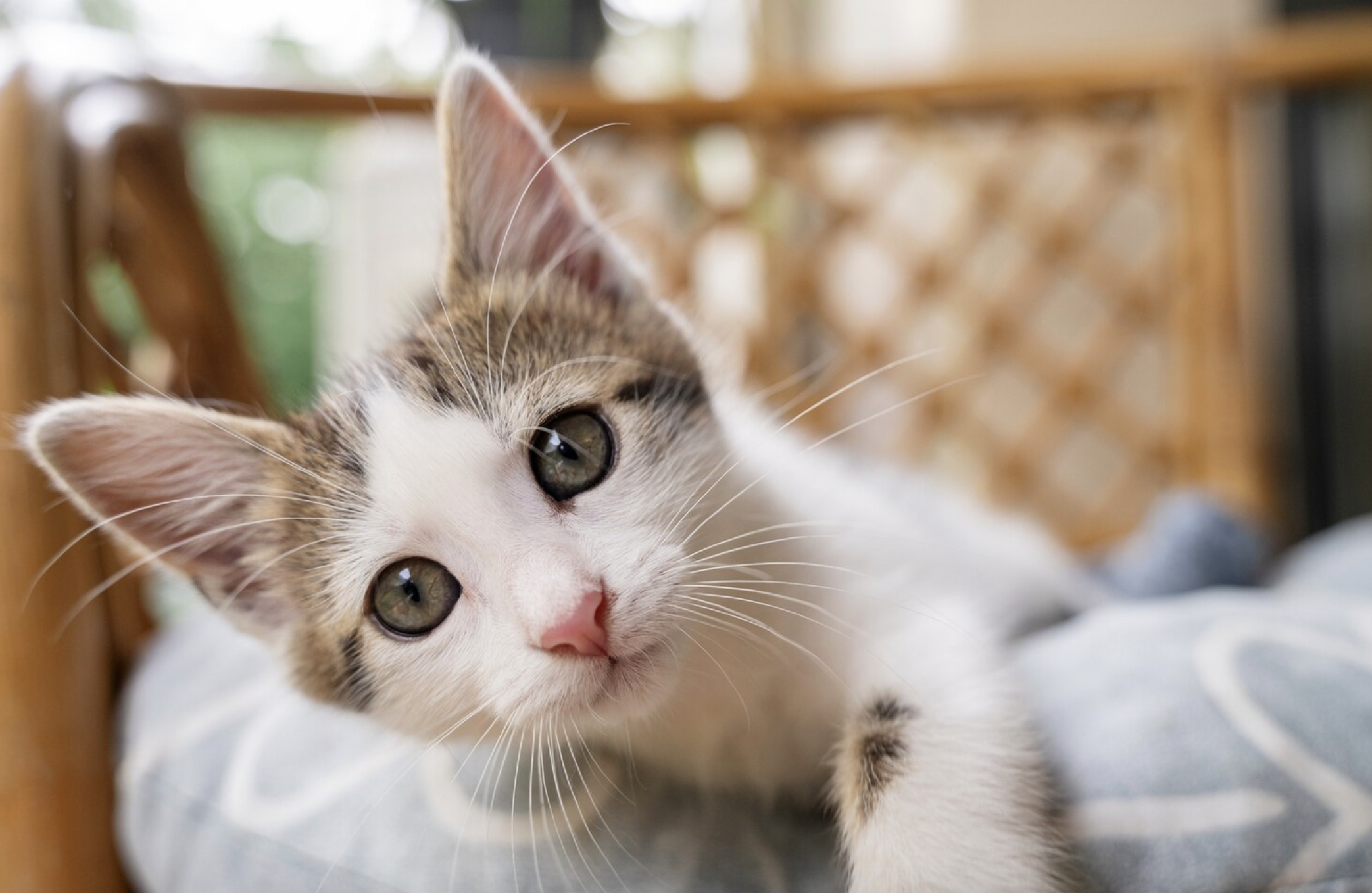 Mientras más pequeños son los gatos, son más juguetones