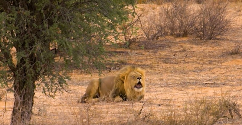 Investigadores de la Universidad de Exeter identificaron un rugido previamente desconocido en leones africanos, lo que abre una nueva vía para monitorear y proteger a estos felinos. Foto: WildCRU.
