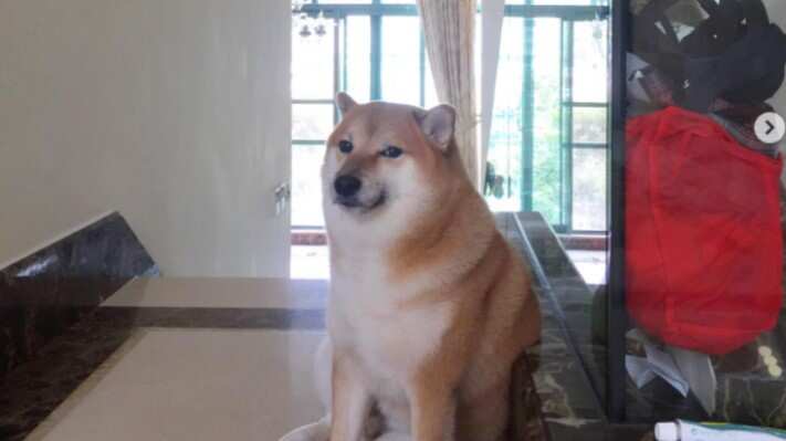 Mira lo que está pasando con Cheems