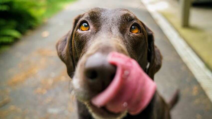 Los perritos son el mejor amigo del hombre