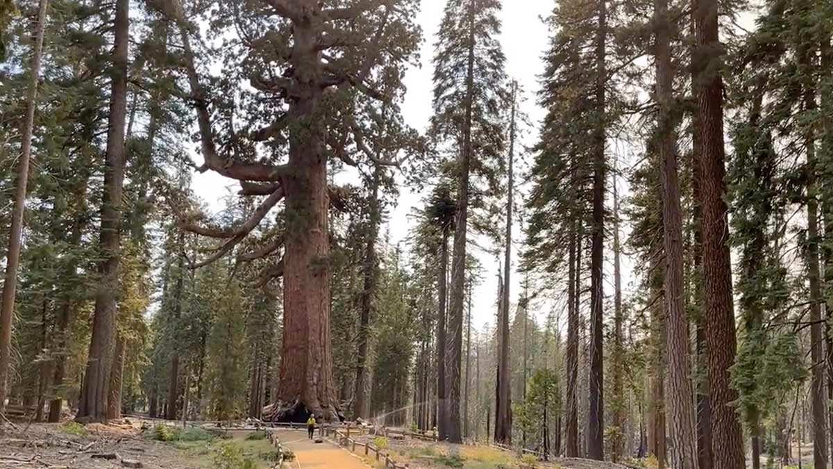 Incendio amenaza "The Grizzly Giant", la secuoya  de 3 mil años de edad