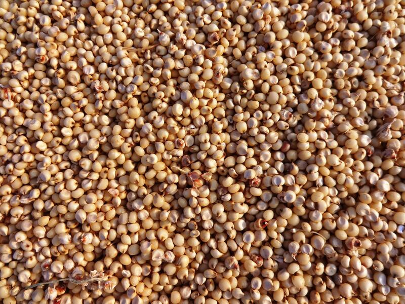 El sorgo se cultivo para consumo humano y animal en África y Asia.
