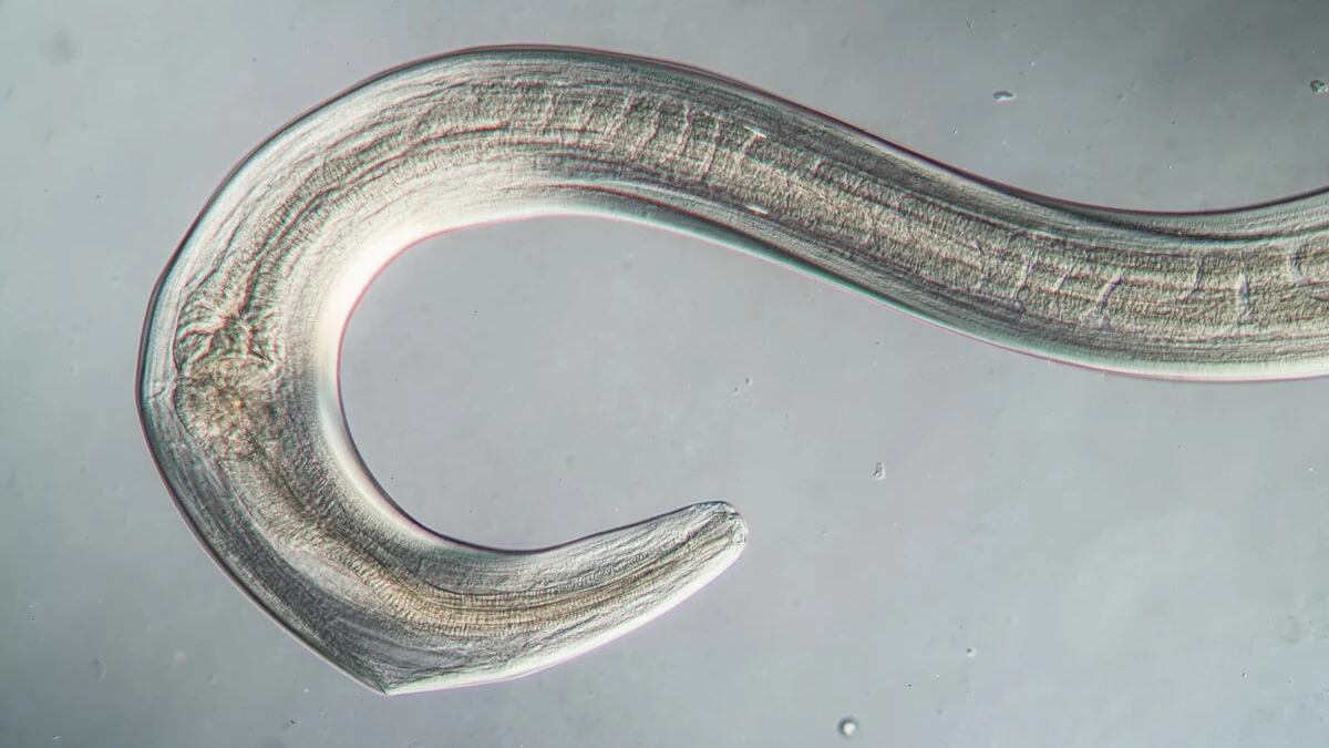 El gusano panagrolaimus kolymaensis logró revivir congelado.