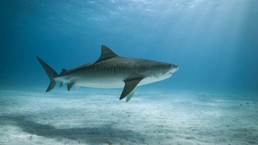 Tiburón tigre