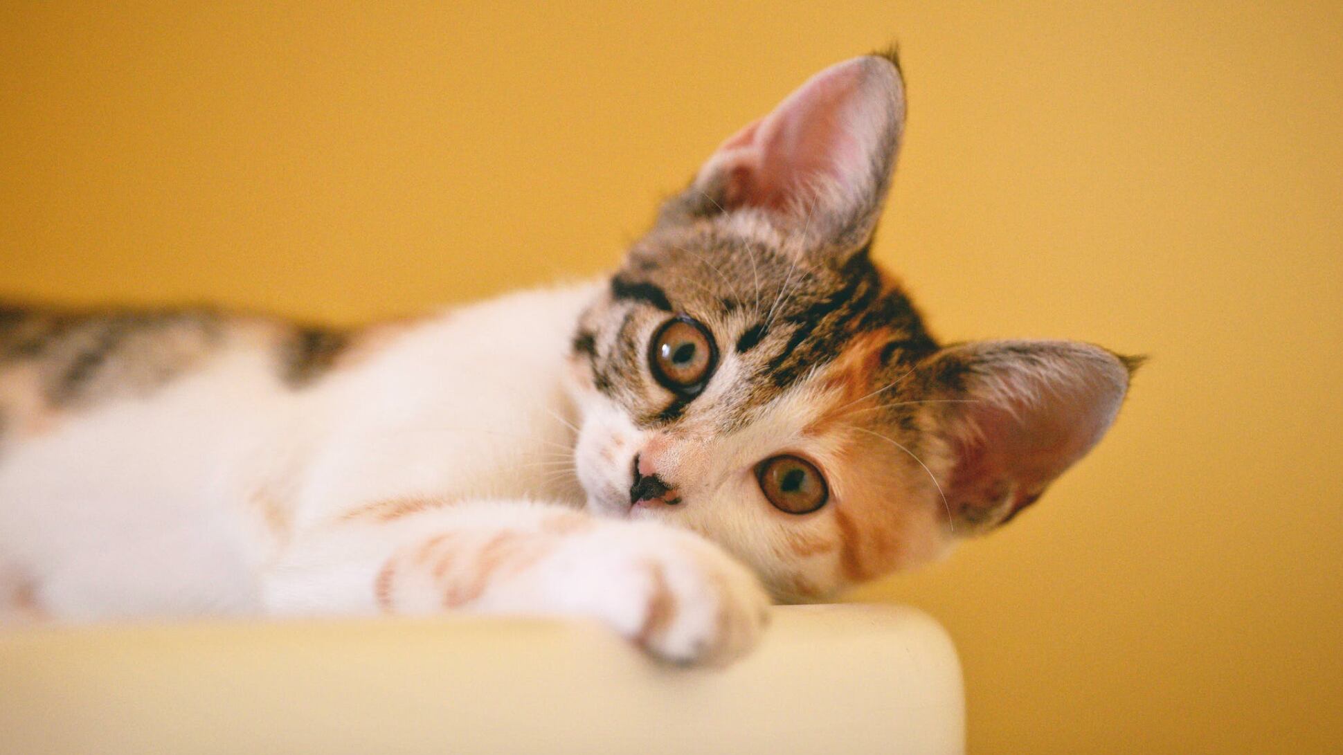 Una situación que enterneció en redes