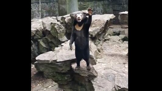 El oso malayo Angela es toda una celebridad en China