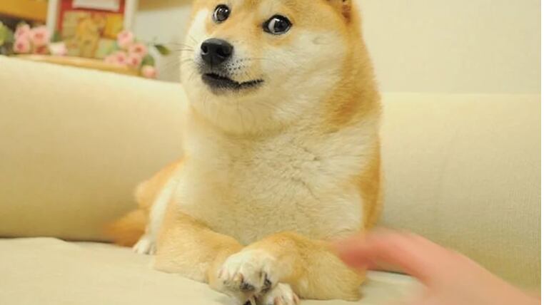 Kabosu, el perro de los meses, está gravemente enfermo ¿qué se sabe?