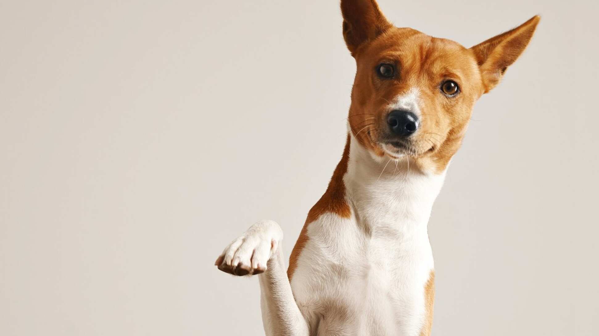 Los perros son de las mascotas más astutas