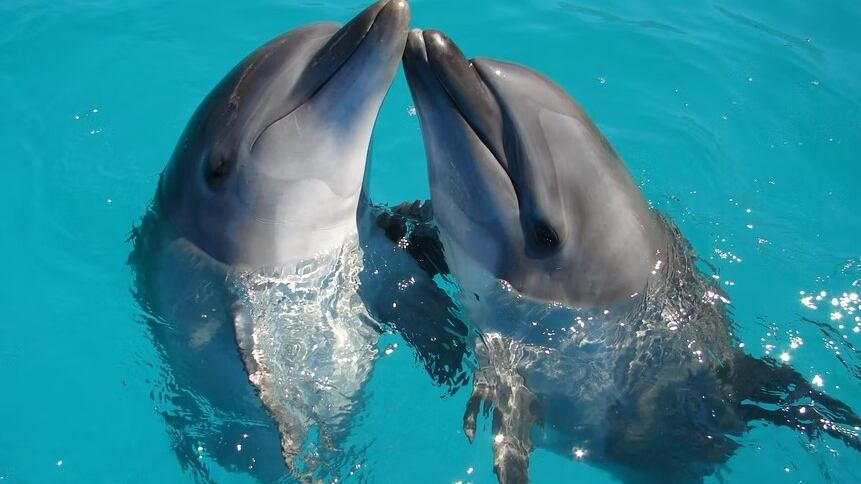 Los delfines suelen ser amigables... hasta que los molestan