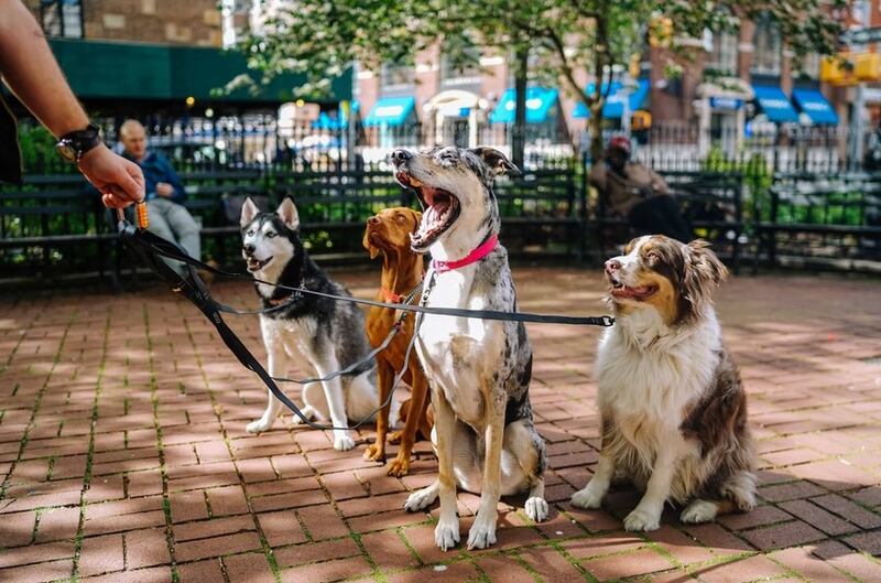 Los perros son de las mascotas más adorables