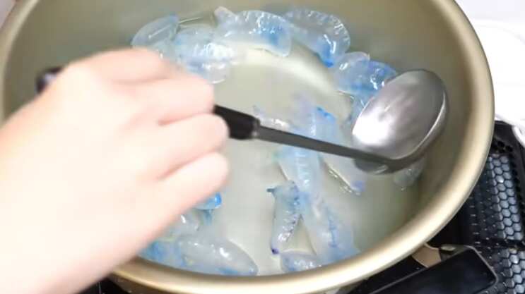 Comer medusas puede ser mortal por eso hay que evitarlo