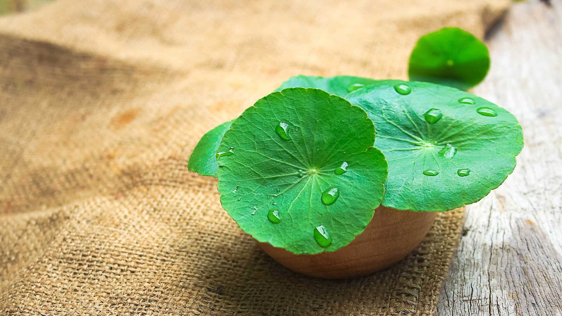 La centella asiática combate las toxinas por la orina.