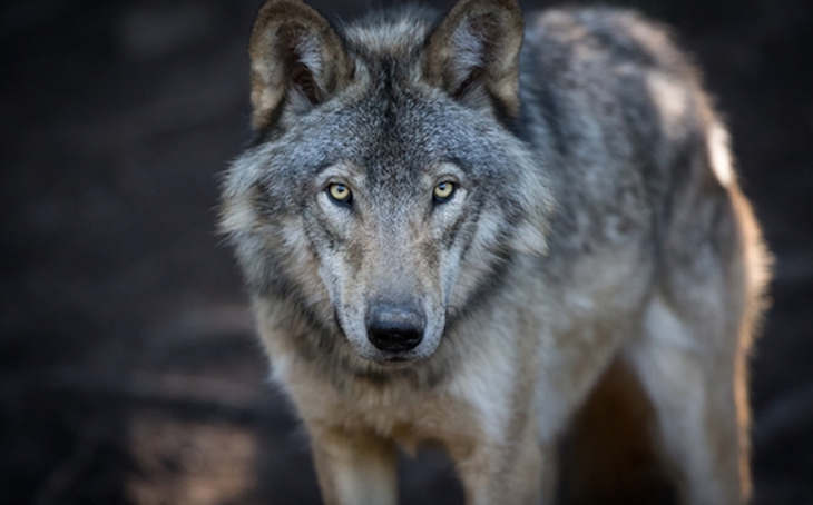 Algunos lobos puedes ser lideres de una manada si so infectados con T de gondii | Foto: Referencial