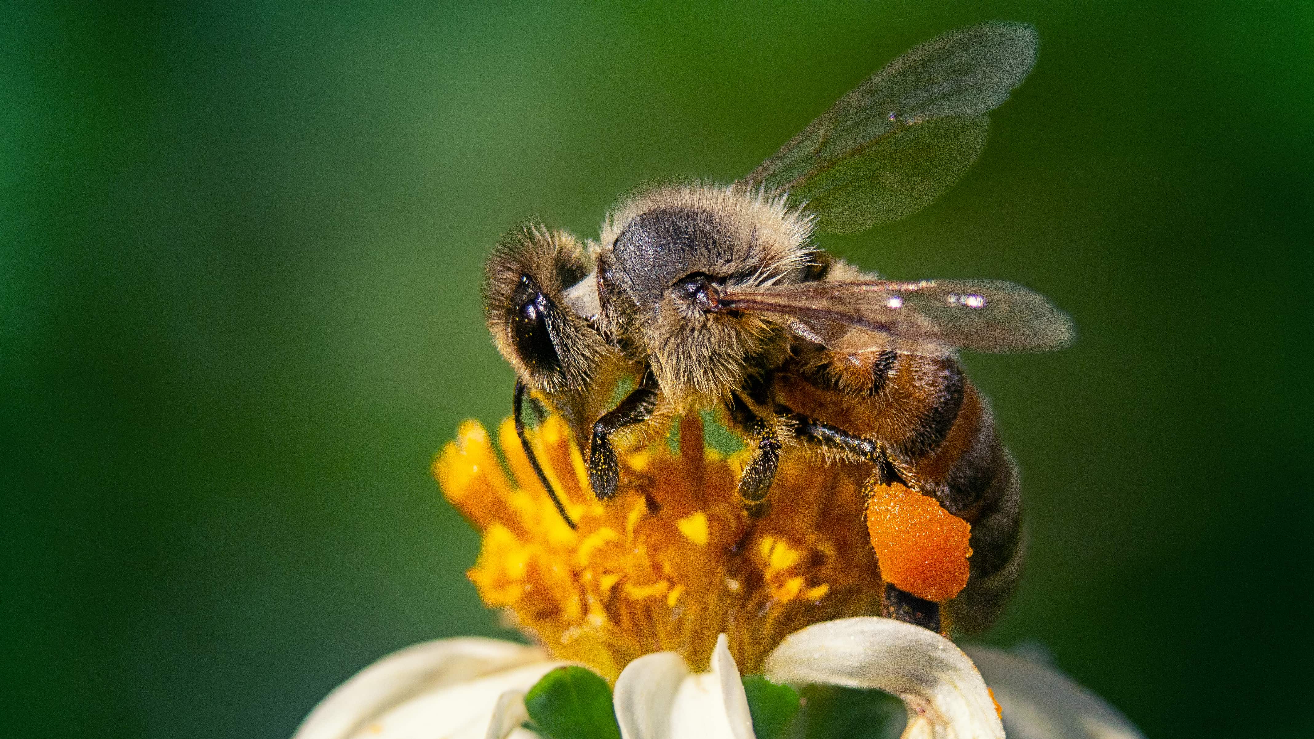 Según expertos de la Organización de las Naciones Unidas para la Agricultura y la Alimentación (FAO), un tercio de la producción mundial de alimentos depende de las abejas. Foro: Freepik.