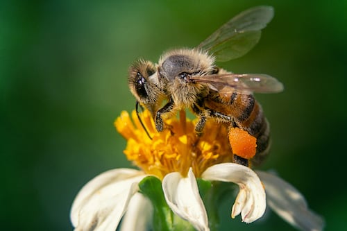 Why are bees essential for people and the planet?