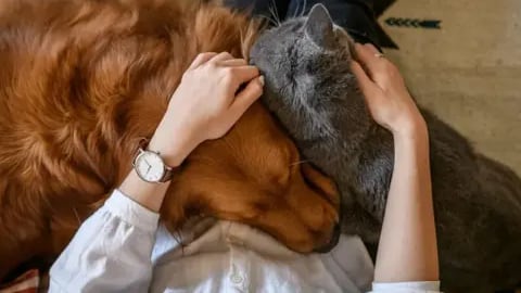 Acariciar a las mascotas es beneficioso.