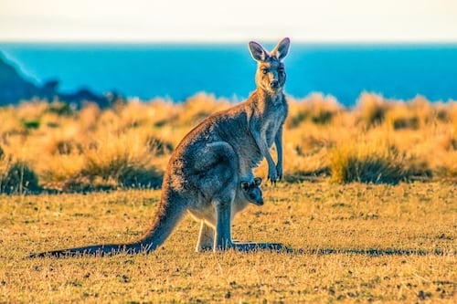 Descubren nueva especie de canguros en Australia