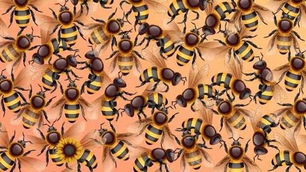 Encuentra el girasol oculto.