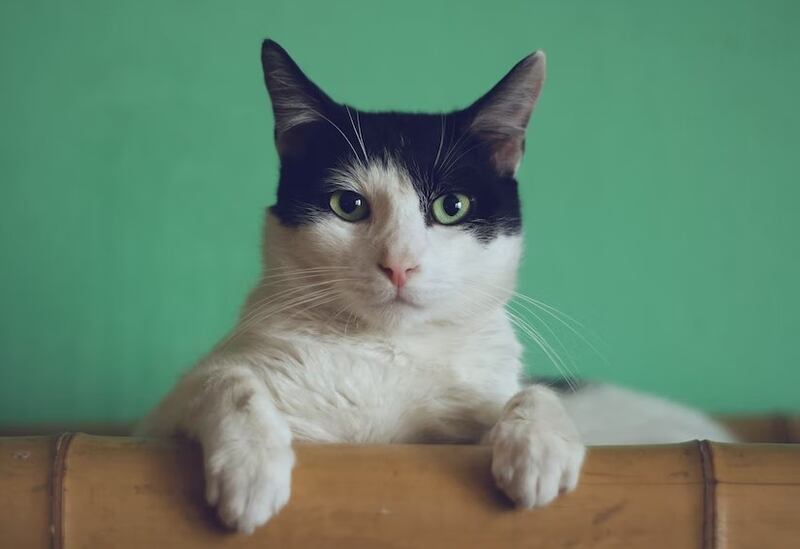 Los gatos tienen la capacidad de escabullirse muy fácilmente