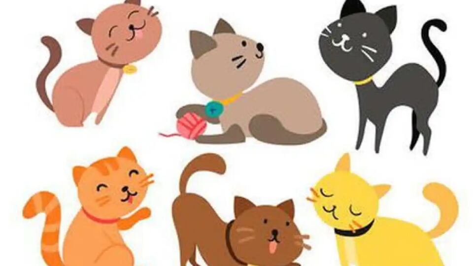 Elige a un gato y descubre parte de tu personalidad.