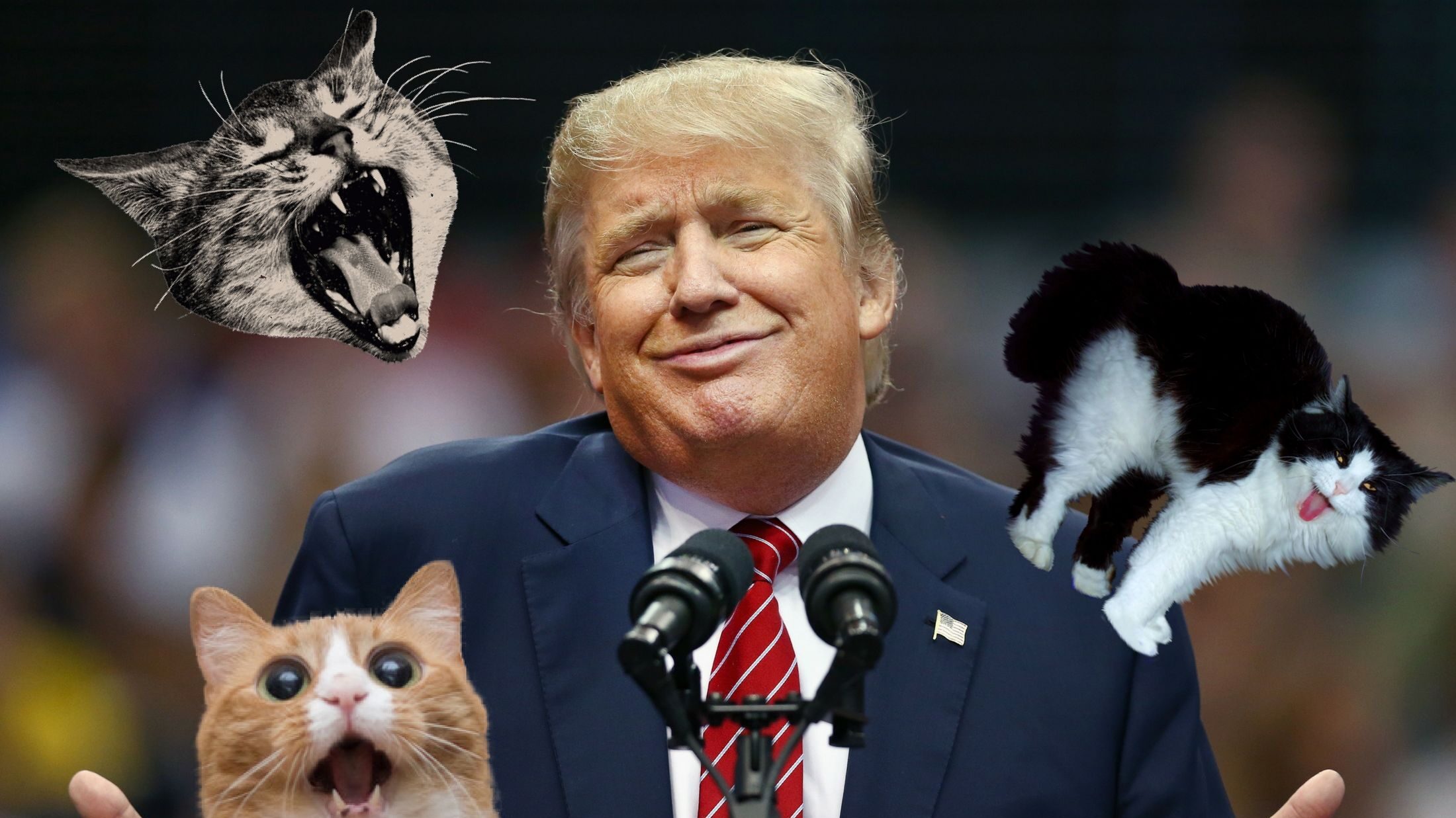 Gato Donald Trump