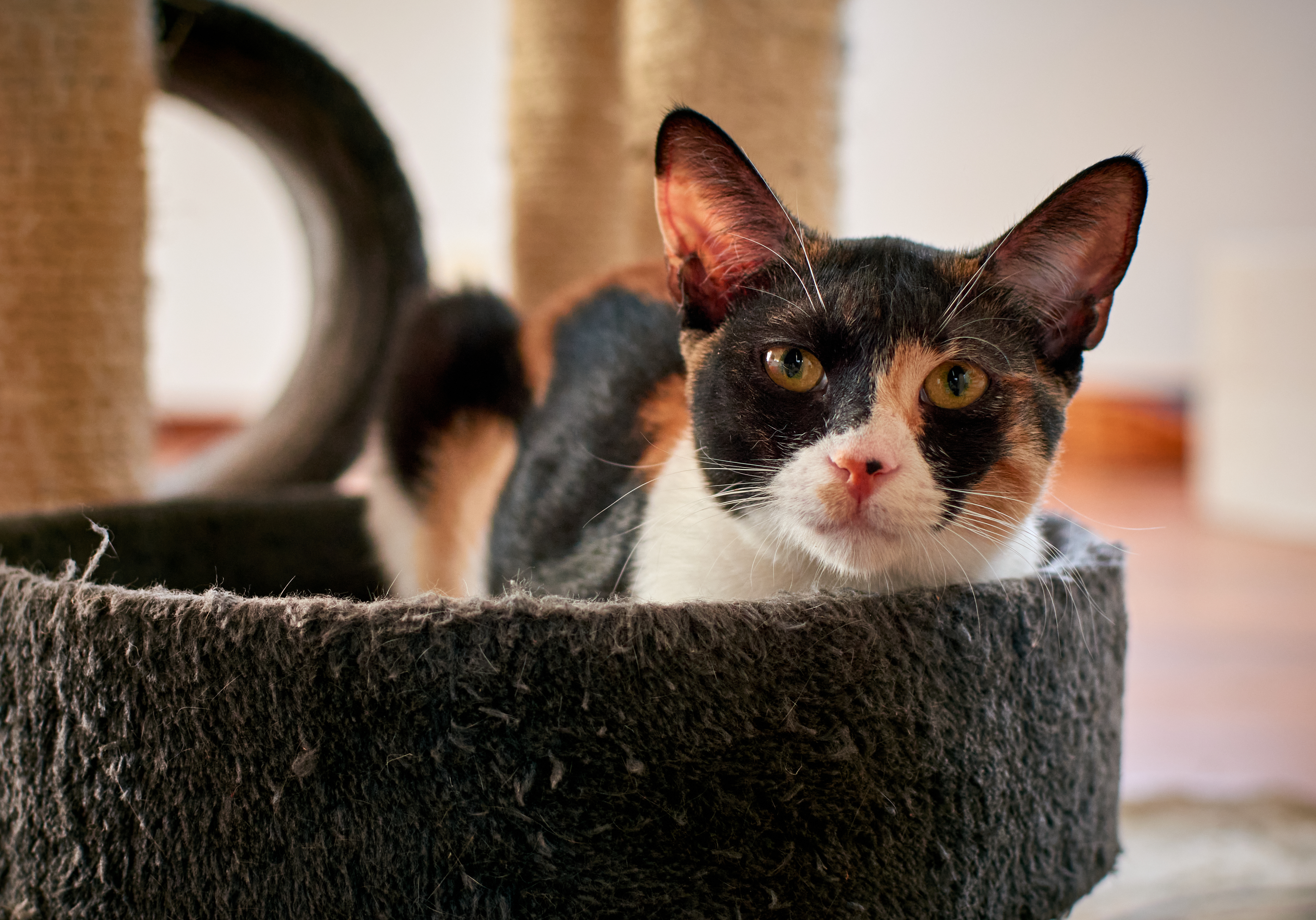 ¿Compraste este alimento para gato? FDA pide dejar de usarlo por posible riesgo grave