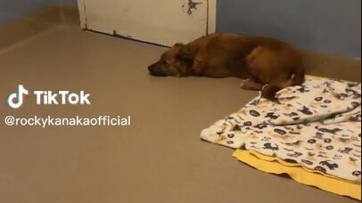 Chocolate está triste después de que la regresaron al refugio