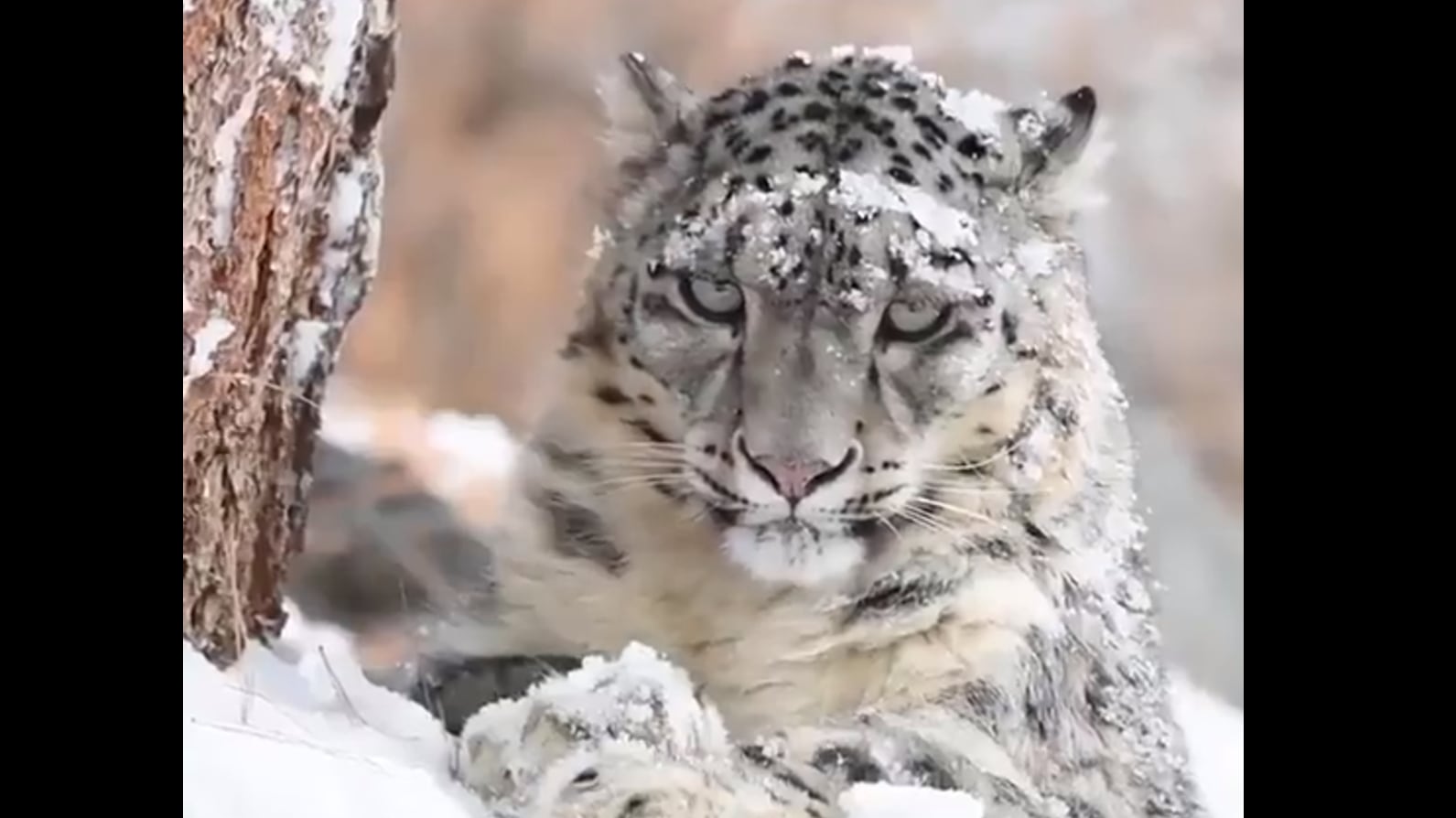 Leopardo Oculto de las nieves | Foto: Susanta Nanda