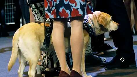 Los perros guía no pueden entrar en la UCI