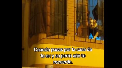 Desde la ventana, el perro mira entristecido al ex de su dueño o dueña