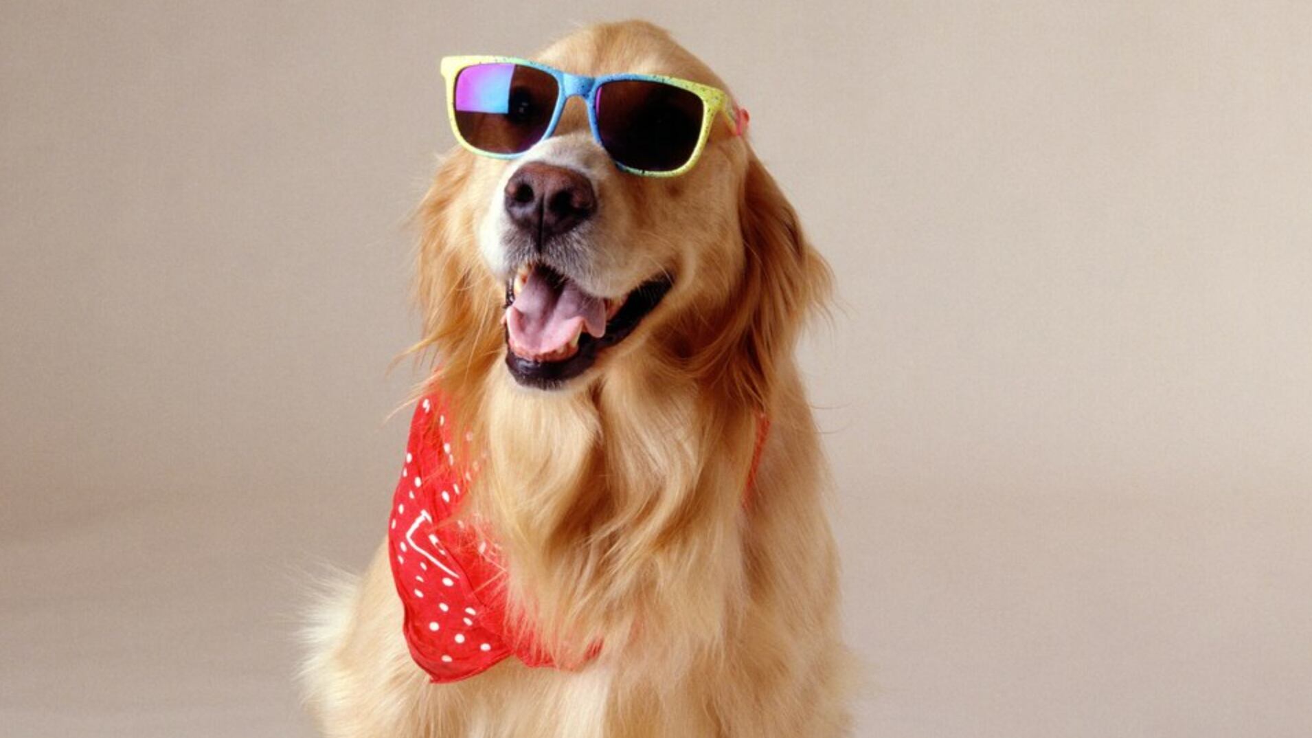 Cuida a tus mascotas de esta planta y de su humo