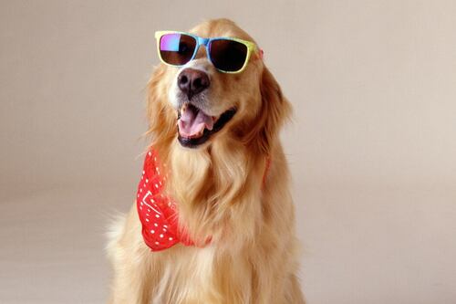 Así puede afectar a tus mascotas la marihuana