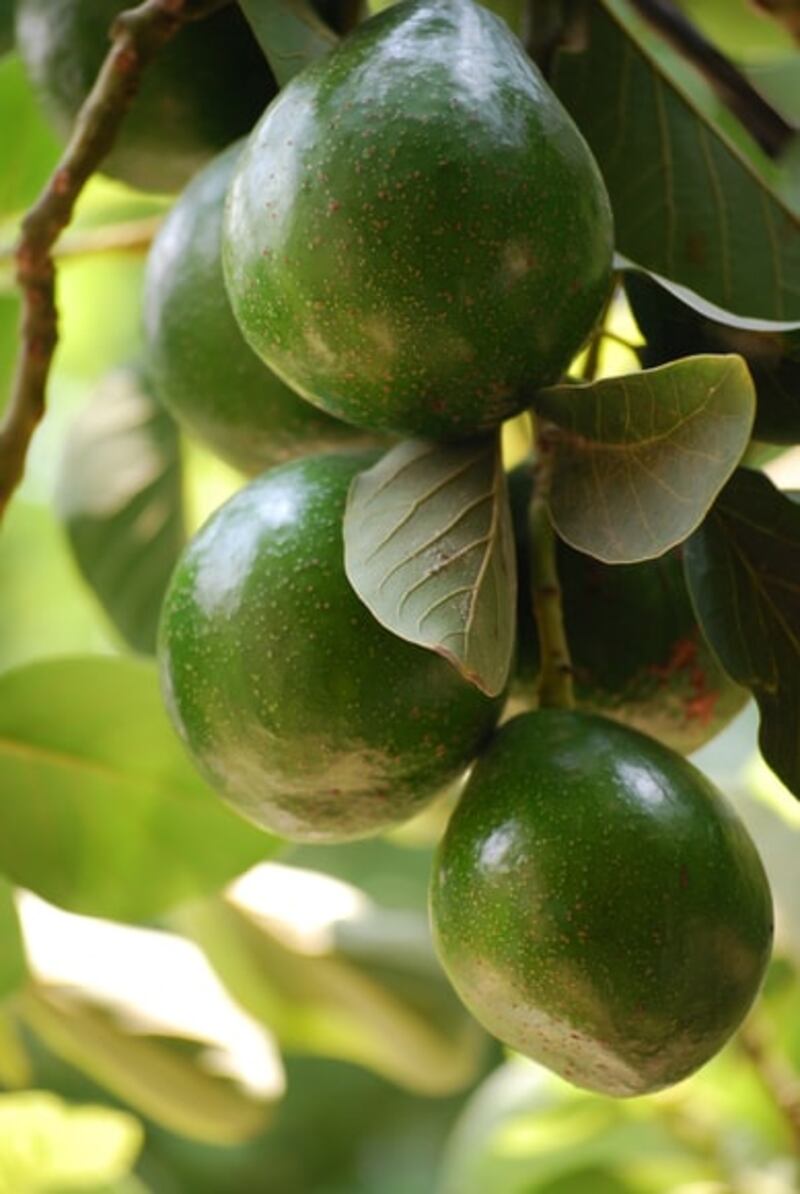 Escasez de aguacate en Estados Unidos