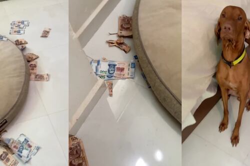La curiosa cara que puso este perro después de comerse el dinero de su dueña
